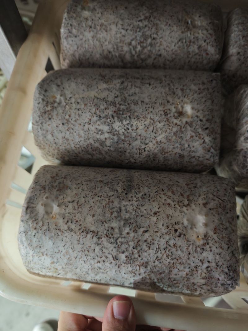 金耳菌种，有现货可以来厂区考察，有自己的生产线