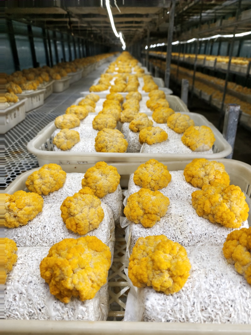 金耳菌种，有现货可以来厂区考察，有自己的生产线