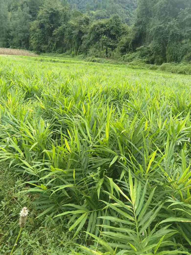 来凤凤头姜