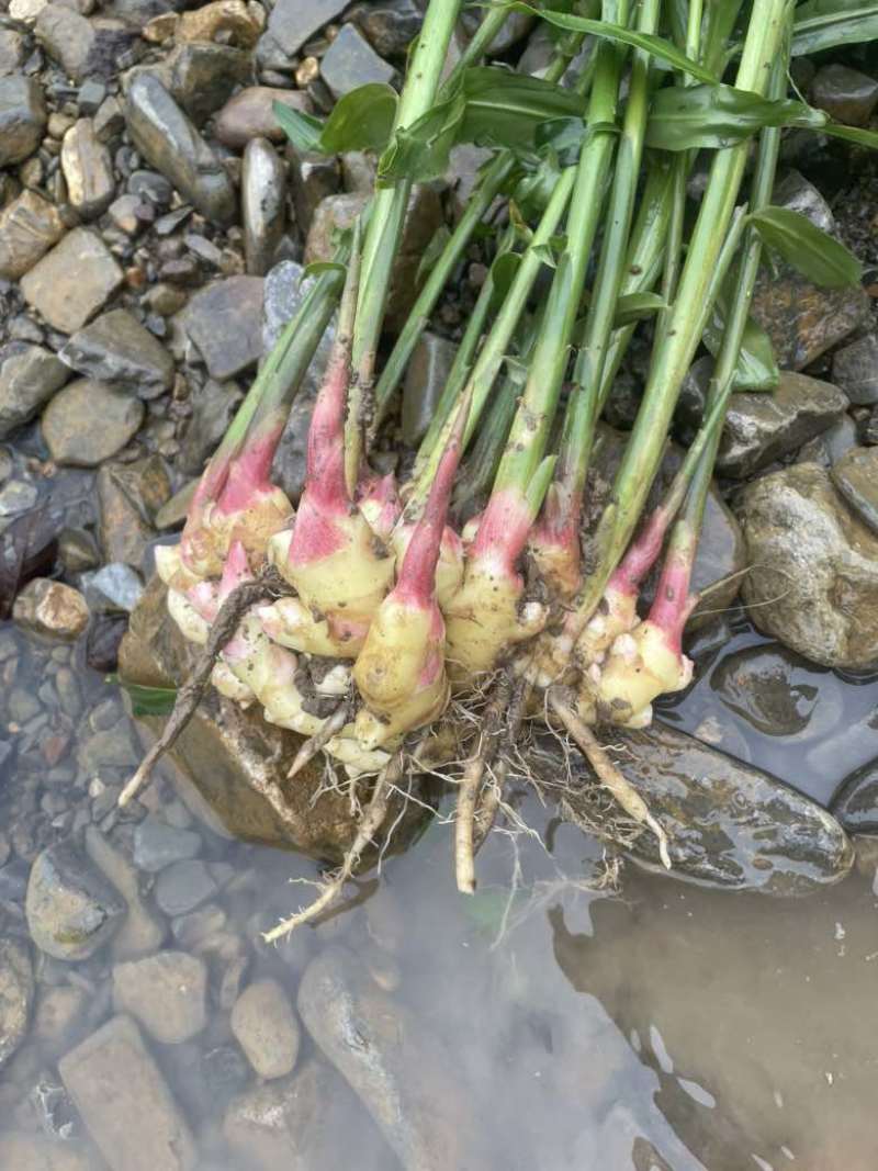 来凤凤头姜