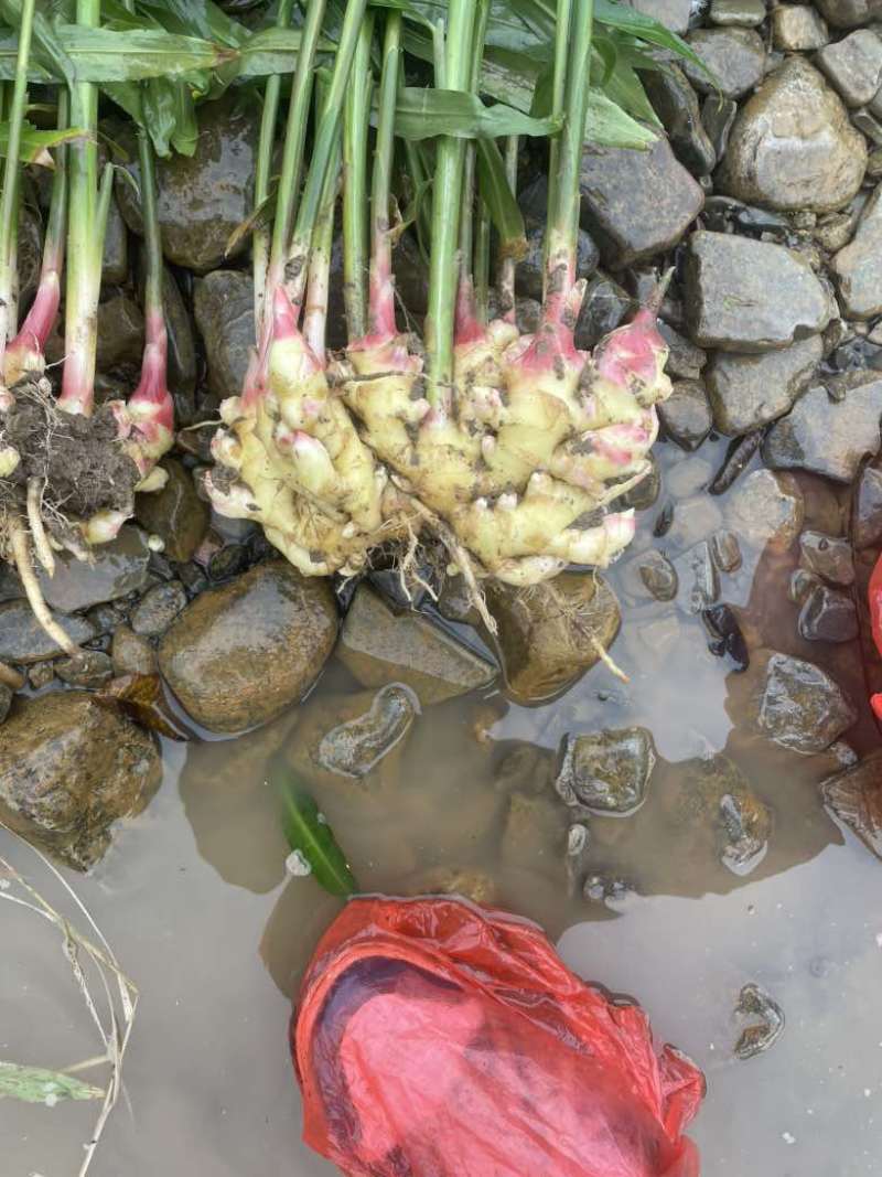 来凤凤头姜