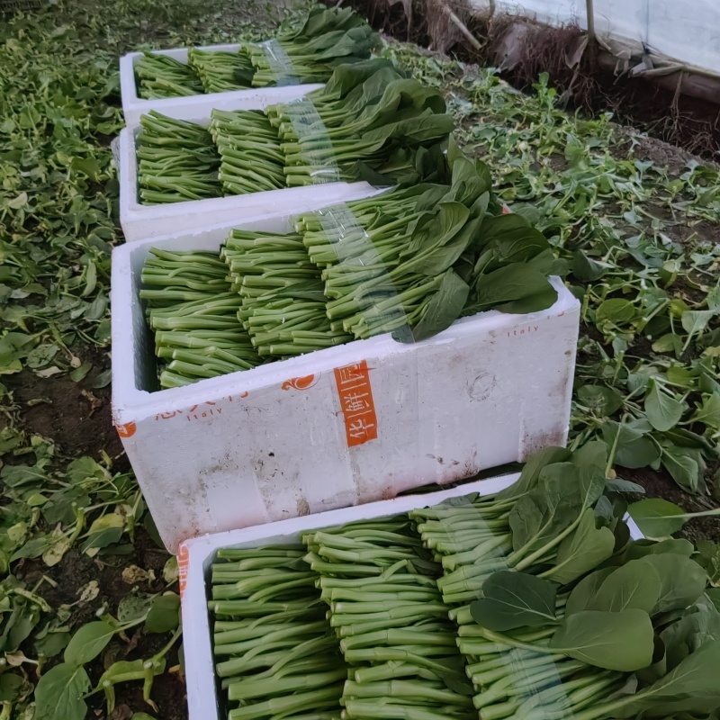 颗颗都是精品