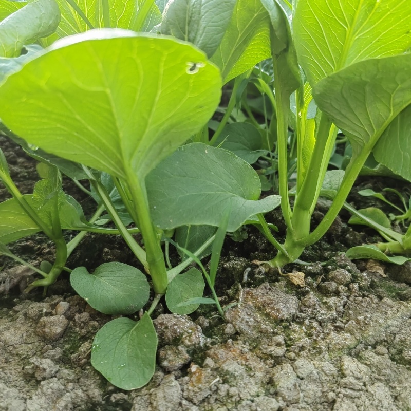 颗颗都是精品