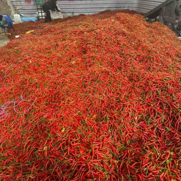 在云南，小米辣是餐桌上的“灵魂担当”。