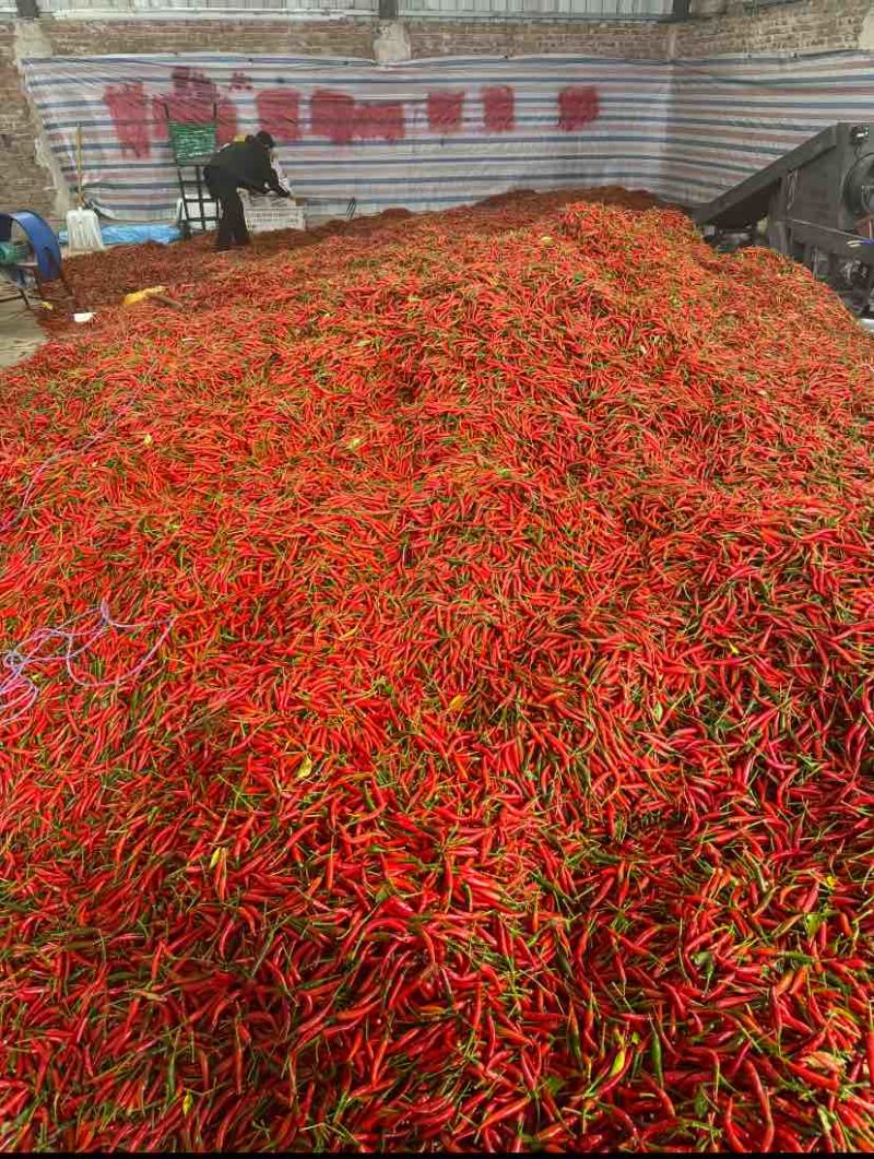 在云南，小米辣是餐桌上的“灵魂担当”。