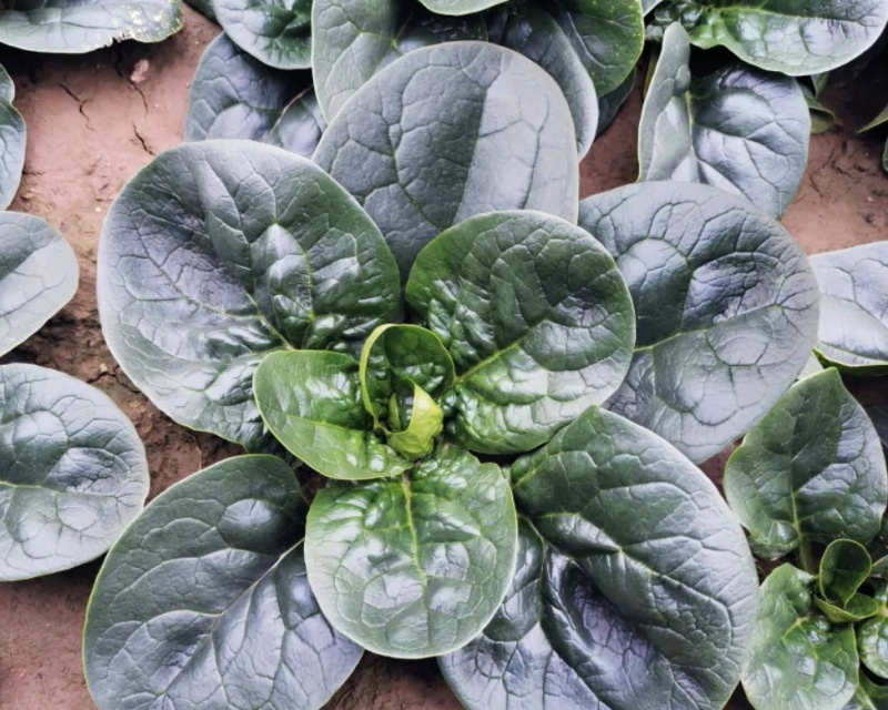 杞县小张代收菠菜精品趴地菠菜***********小张