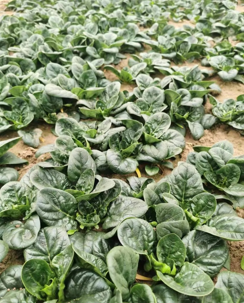 杞县小张代收菠菜精品趴地菠菜***********小张