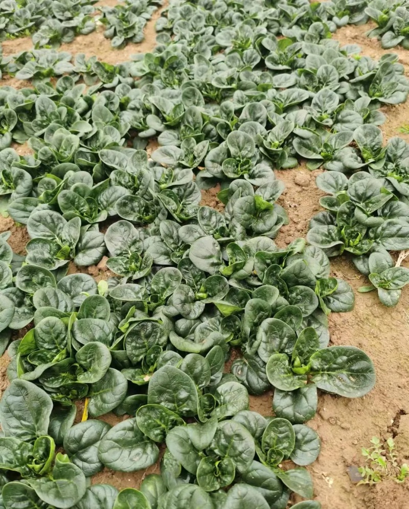 杞县小张代收菠菜精品趴地菠菜***********小张