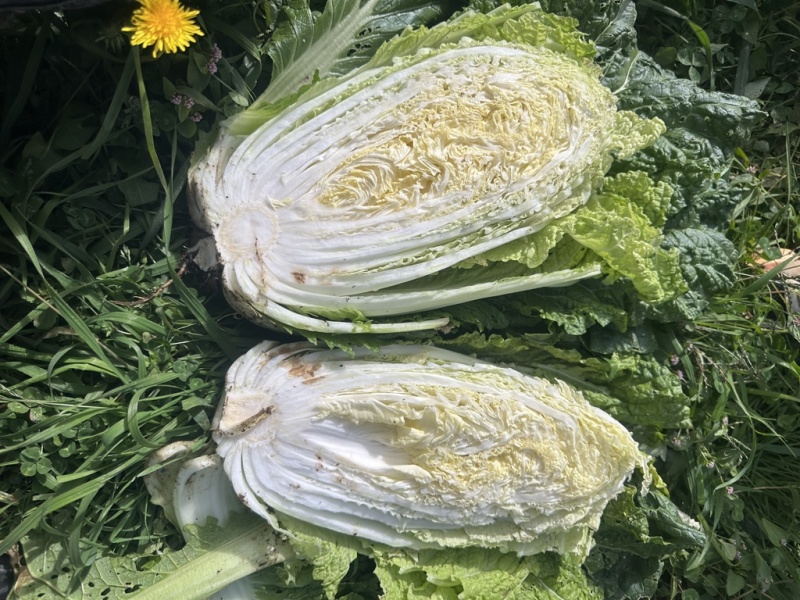 黄心大白菜，3到5斤的活