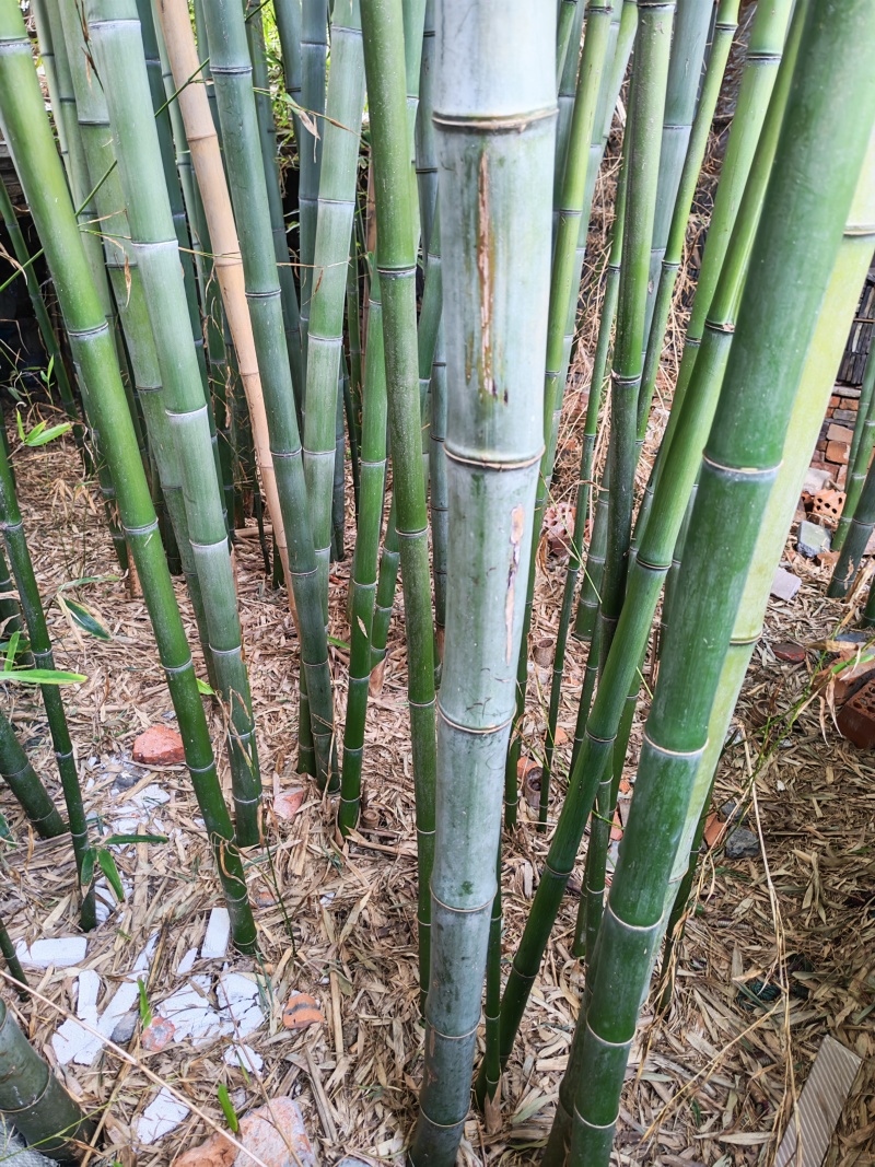 新鲜竹子