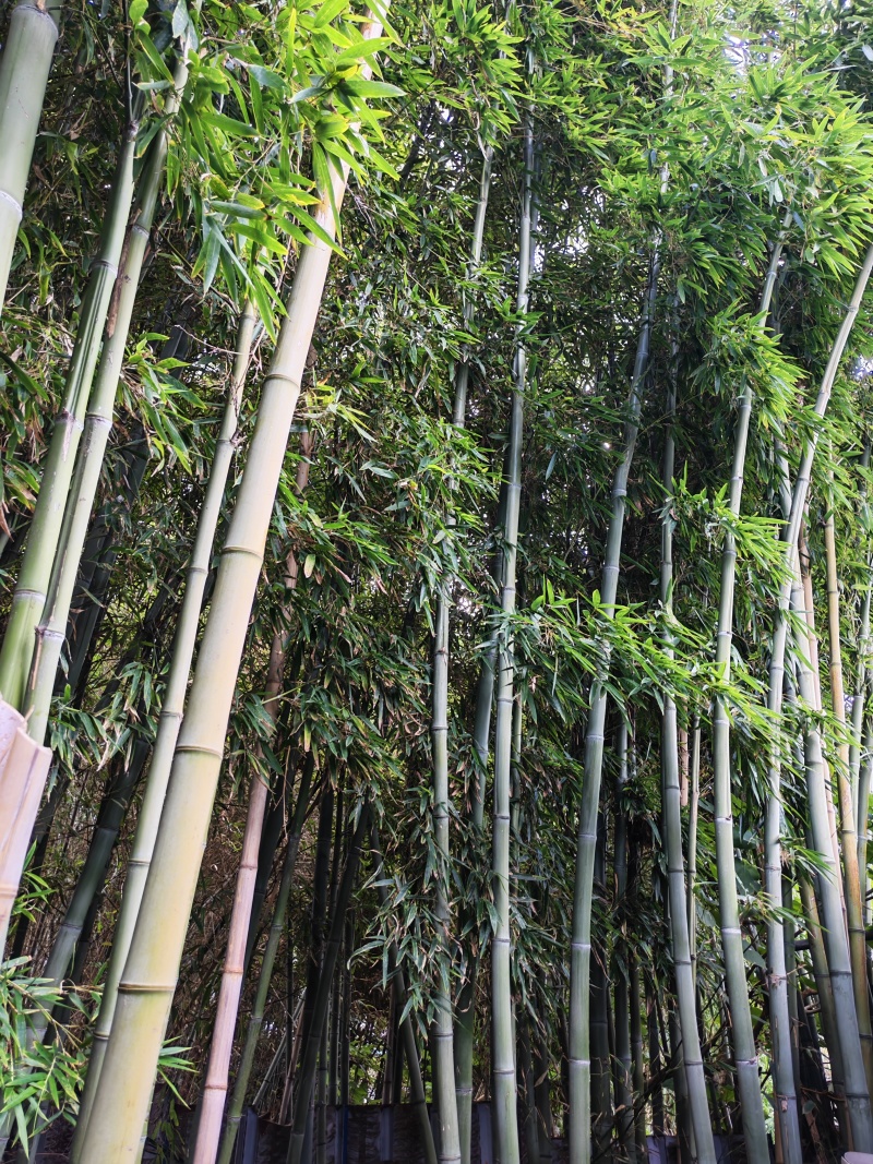 新鲜竹子