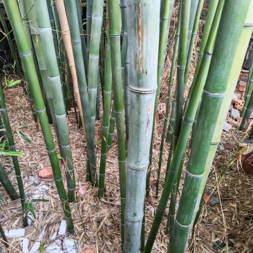 小竹林，要卖掉