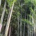 小竹林，要卖掉