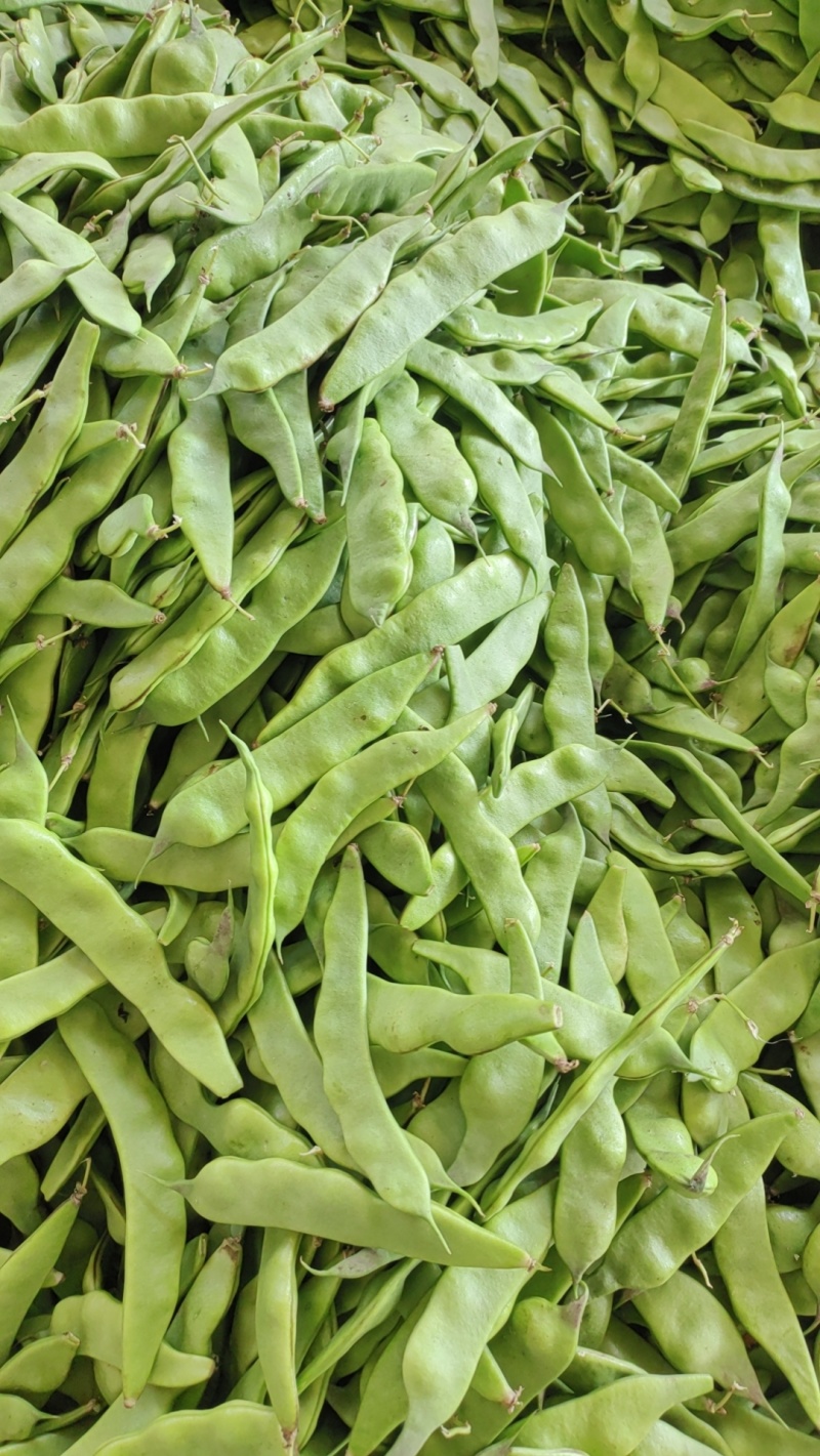油豆角将军一点红油豆角，东北一点红油豆角。