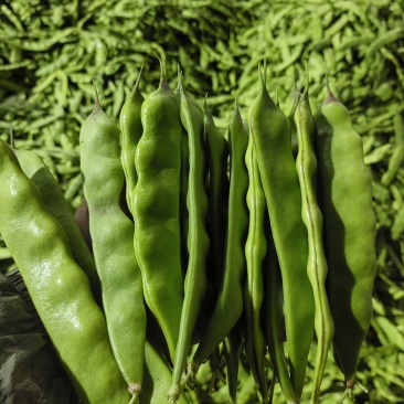 油豆角将军一点红油豆角，东北一点红油豆角。