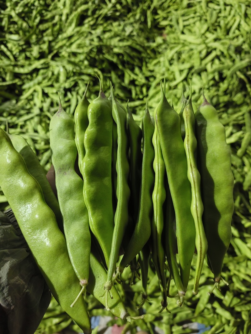 油豆角将军一点红油豆角，东北一点红油豆角。