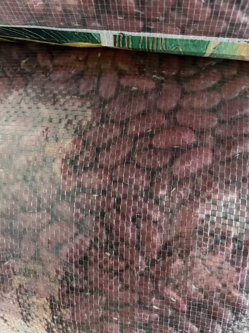 英国红红腰豆
