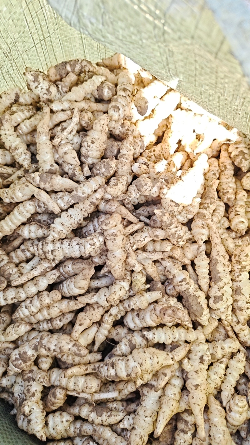 螺丝菜