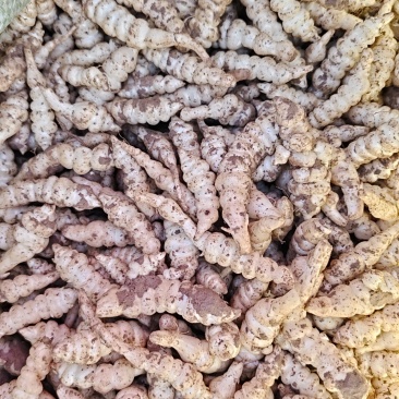 螺丝菜