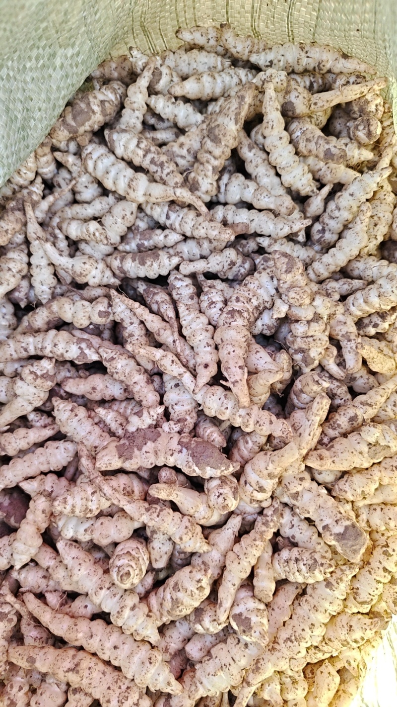 螺丝菜