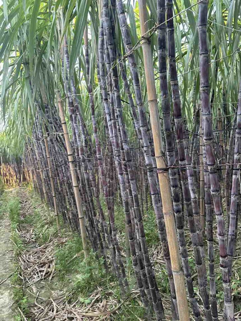 广西黑皮水果甘蔗产地直发，一手货源，大量有货！