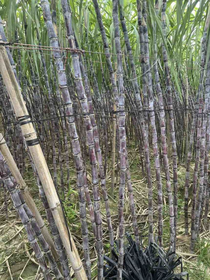 广西黑皮水果甘蔗产地直发，一手货源，大量有货！