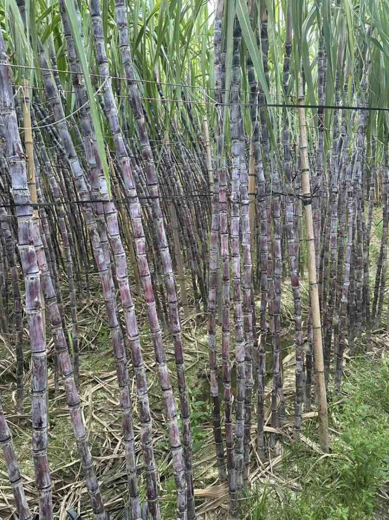 广西黑皮水果甘蔗产地直发，一手货源，大量有货！