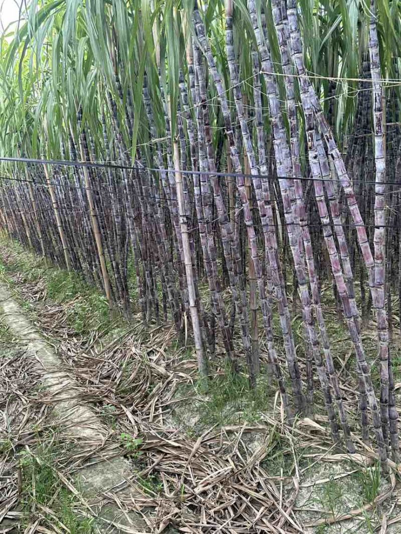 广西黑皮水果甘蔗产地直发，一手货源，大量有货！