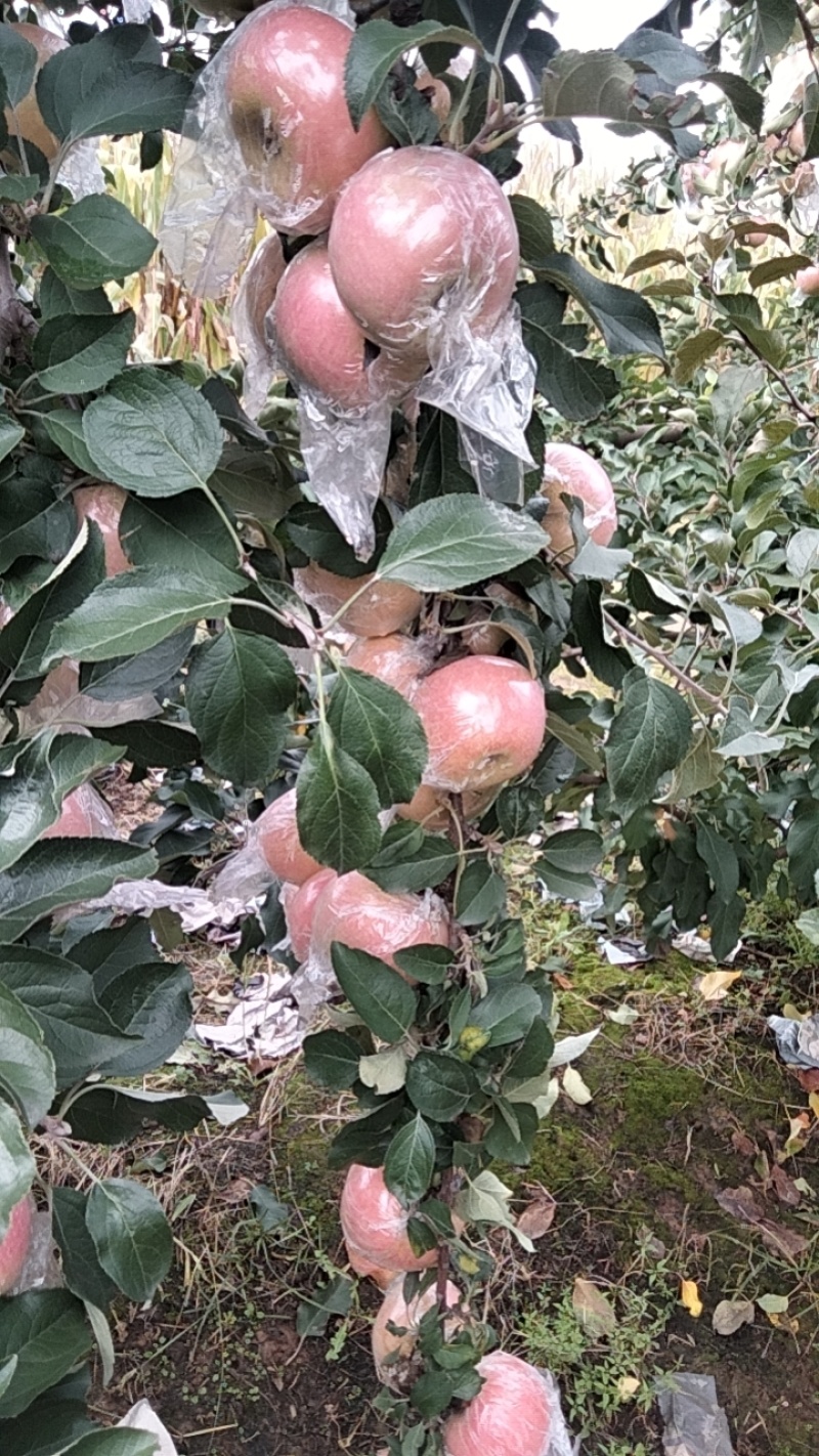 红富士苹果