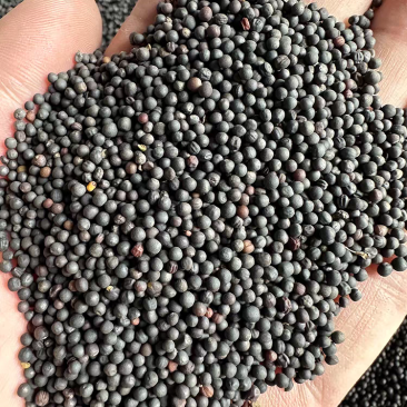 石家庄油菜籽