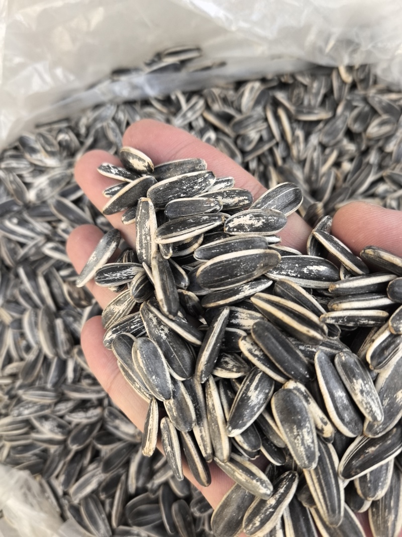 生熟瓜子干炒原味葵花籽批发产地带发