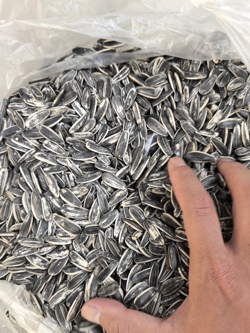 生熟瓜子干炒原味葵花籽批发产地带发