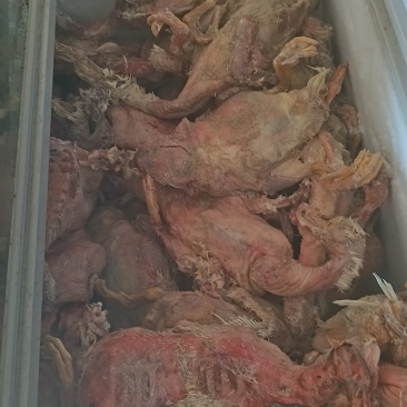 脱毛残鸭