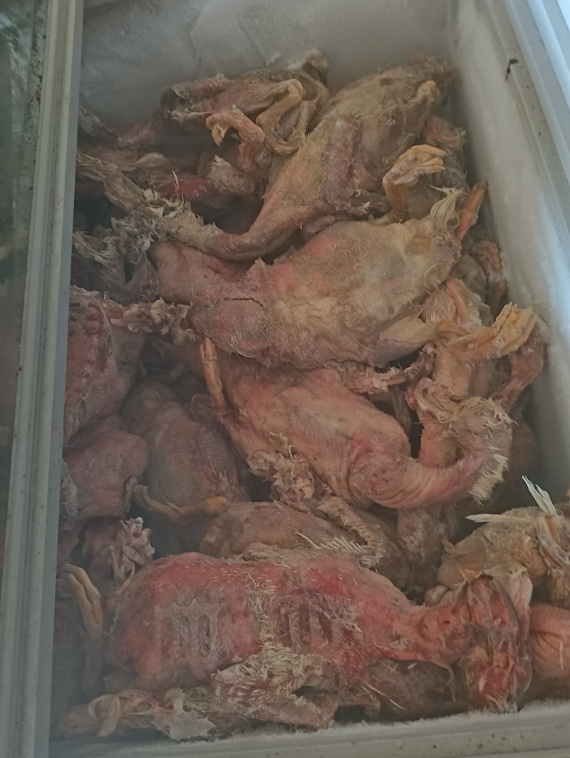 脱毛残鸭