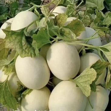冰激凌玉菇甜瓜对接电商直播档口商超一件代发