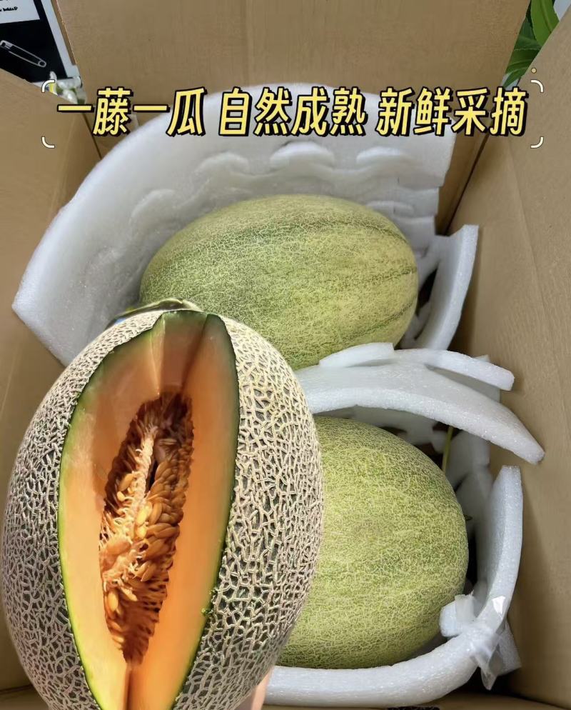 西州蜜25号甜瓜对接电商直播档口商超一件代发源头发货