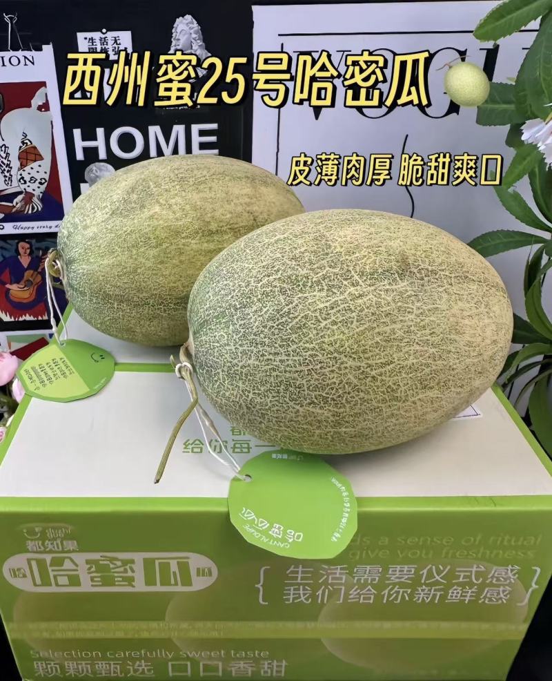 西州蜜25号甜瓜对接电商直播档口商超一件代发源头发货