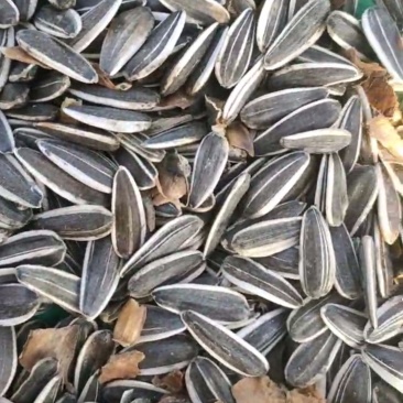 精品葵花子（瓜子），三瑞十号，颗粒很均匀，粒粒饱满，现货，在