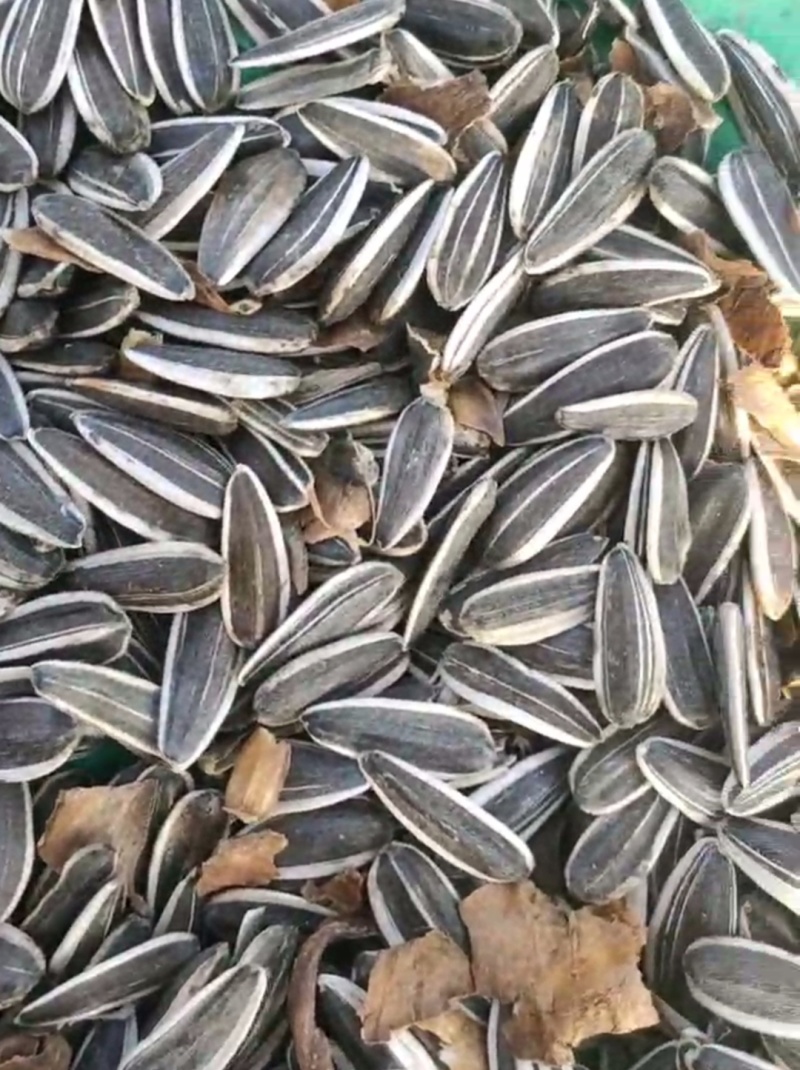 精品葵花子（瓜子），三瑞十号，颗粒很均匀，粒粒饱满，现货，在