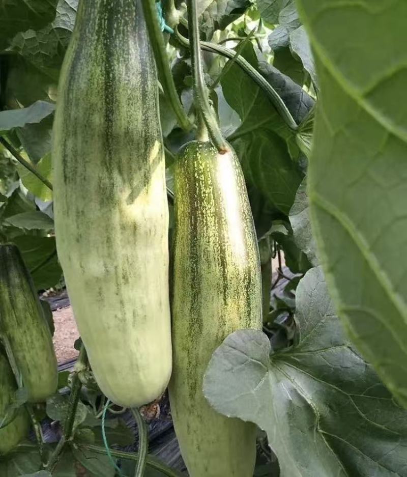 羊角蜜甜瓜对接电商直播档口商超社团私域一件代发