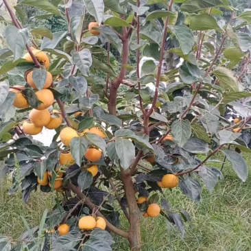 阳丰柿子