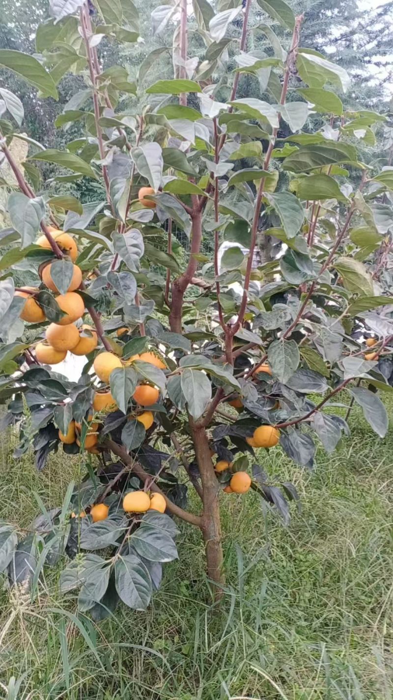 阳丰柿子