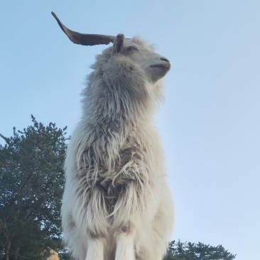 乌拉山山羊肉