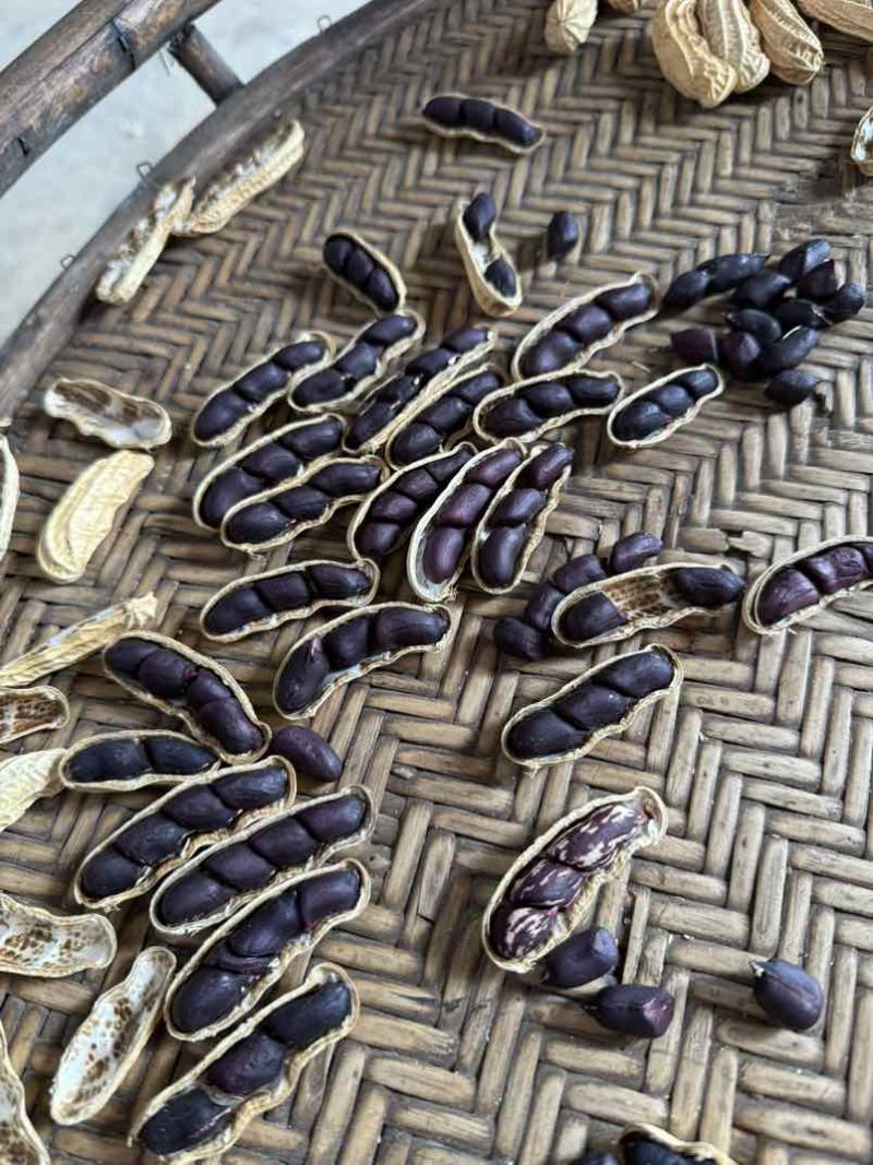 云南七彩花生🥜黑花生