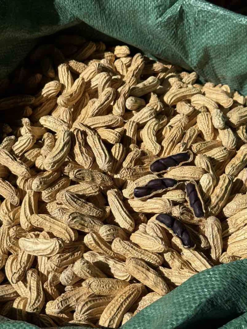 云南七彩花生🥜黑花生