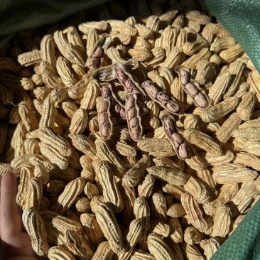 云南七彩花生🥜黑花生