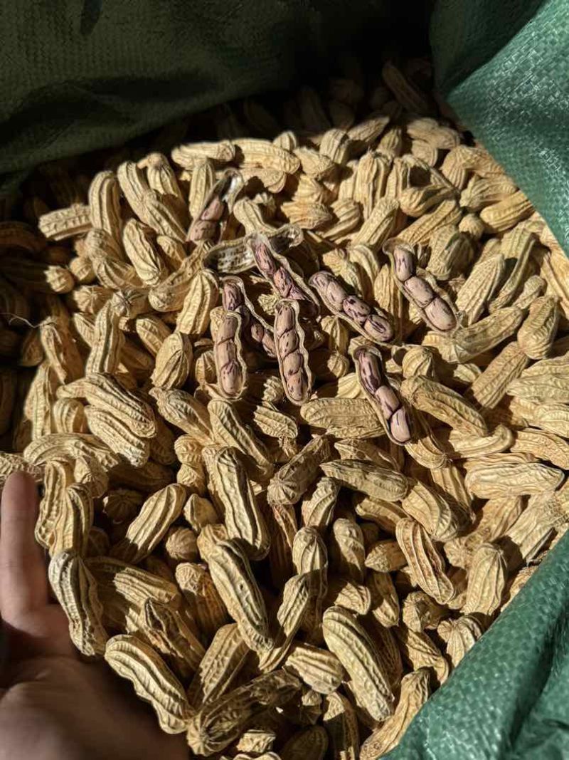 云南七彩花生🥜黑花生