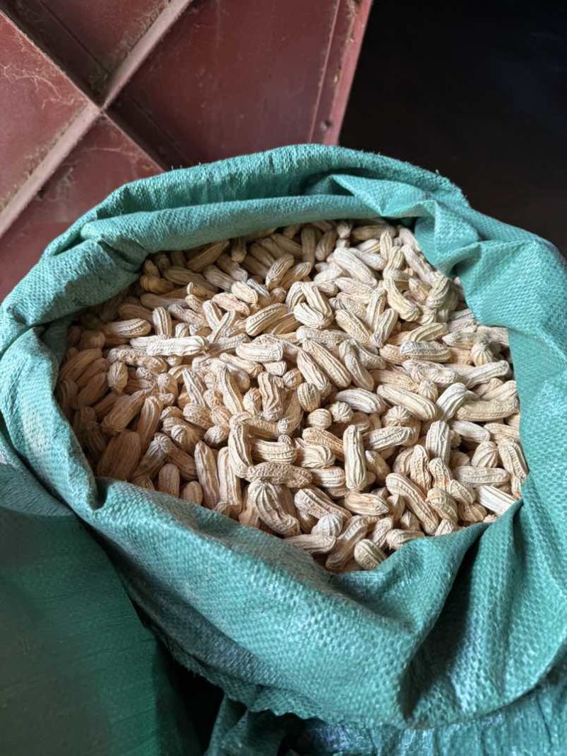 云南七彩花生🥜黑花生