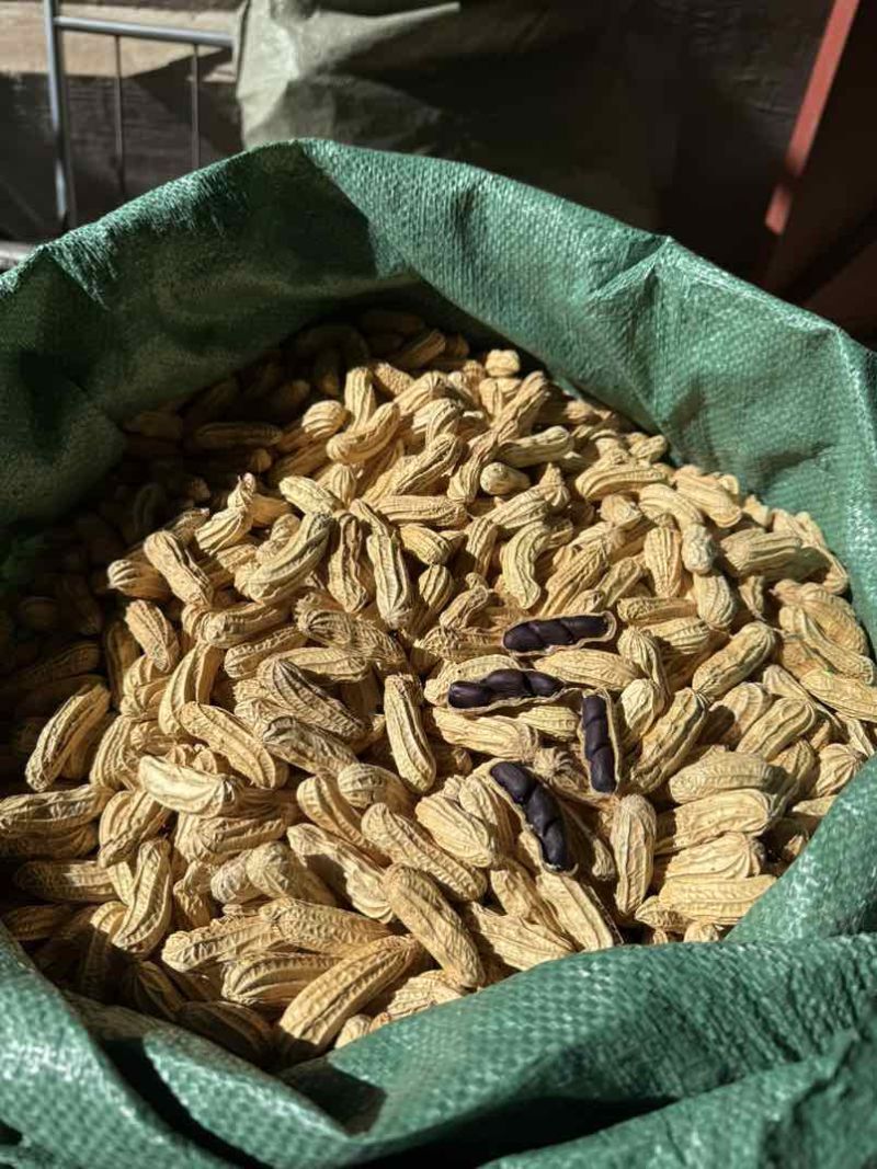 云南七彩花生🥜黑花生