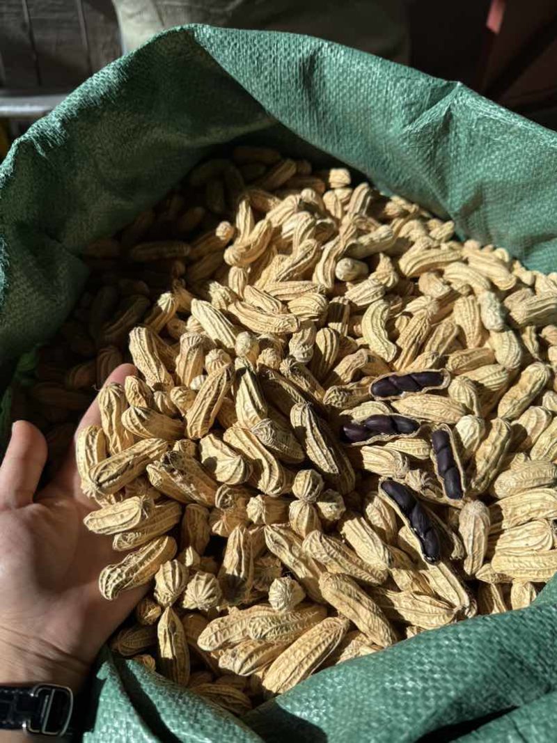 云南七彩花生🥜黑花生